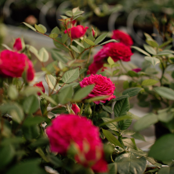FUCHSIA TERRAZZA®